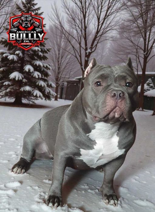 American bully abkc