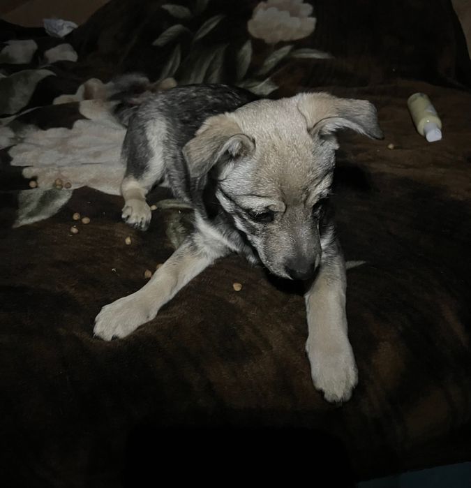 Собака Луна, дуже ніжна та чутлива