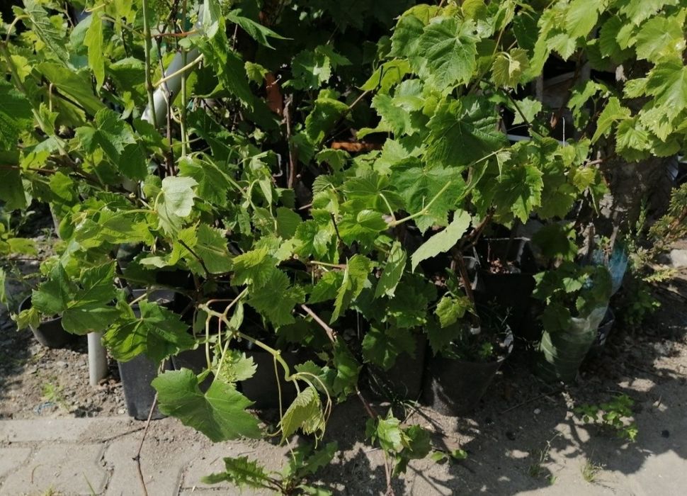 Winogron - winorośl - winorośla - winogrona - sadzonki