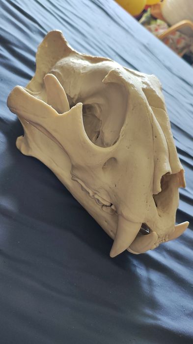 Czaszka tygrysa druk 3d pełna skala