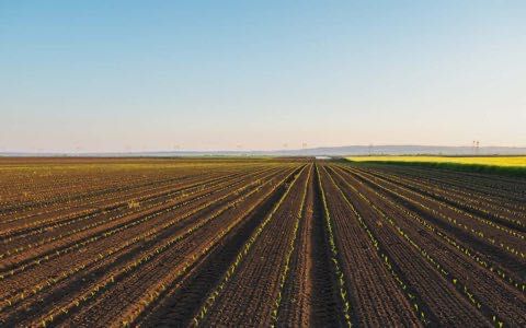 Kukurydza do siewu kwalifikat