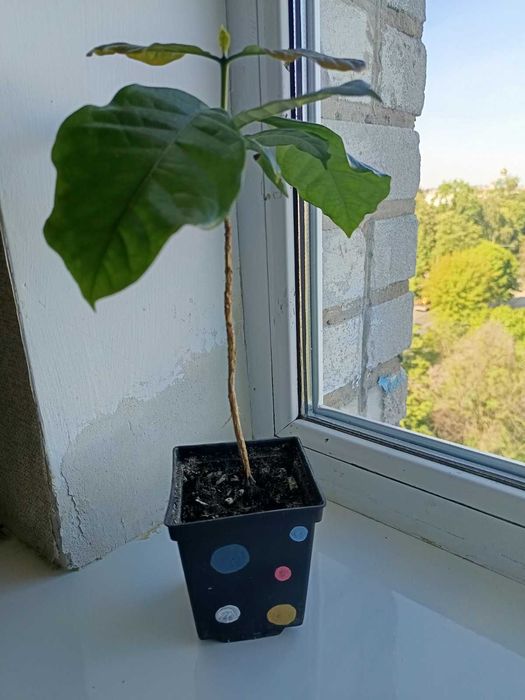 Продам вазон кавове дерево