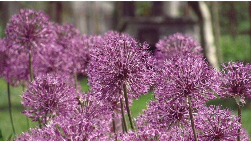 Аліум Декоративний часник чеснок