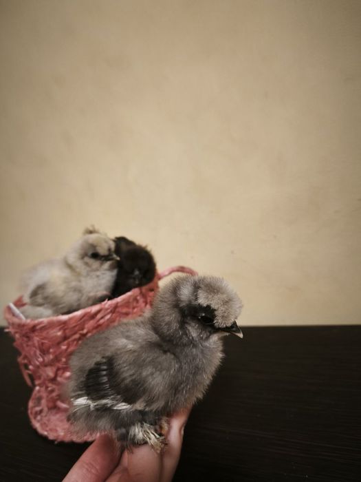 Продам інкубаційне яйце курей породи Китайські Шовкові