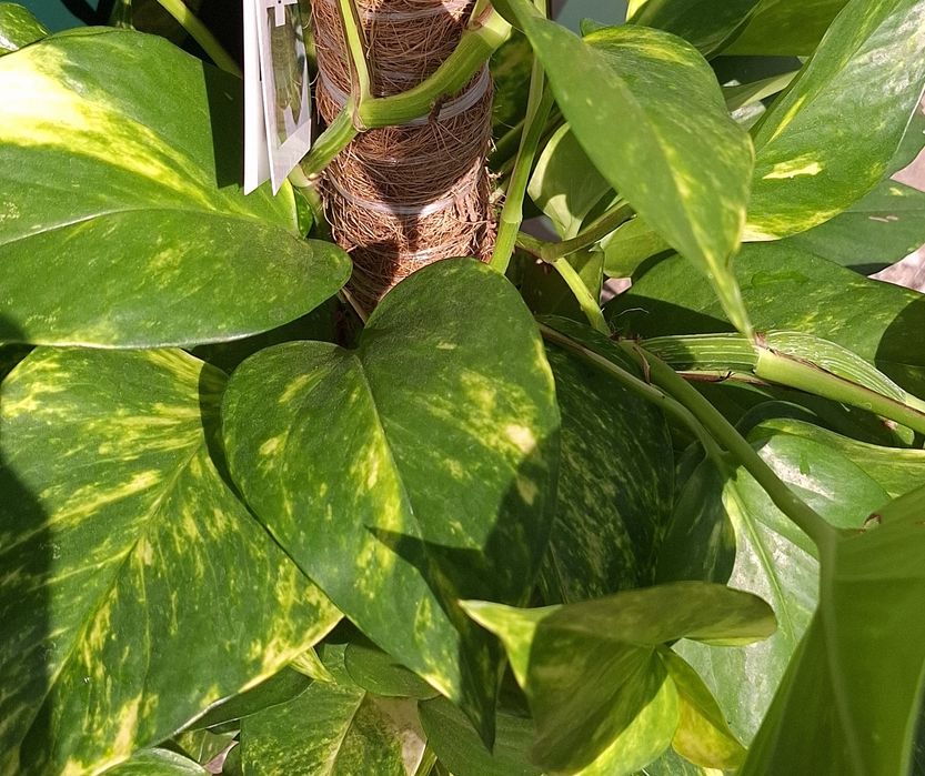 Jibóia/Pothos - Epipremnum pinnatum  80cm