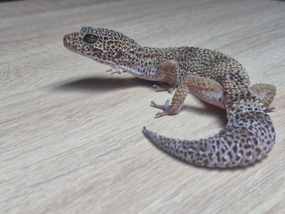Samiczki eublefara lamparciego Mack Snow i Super RAPTOR
