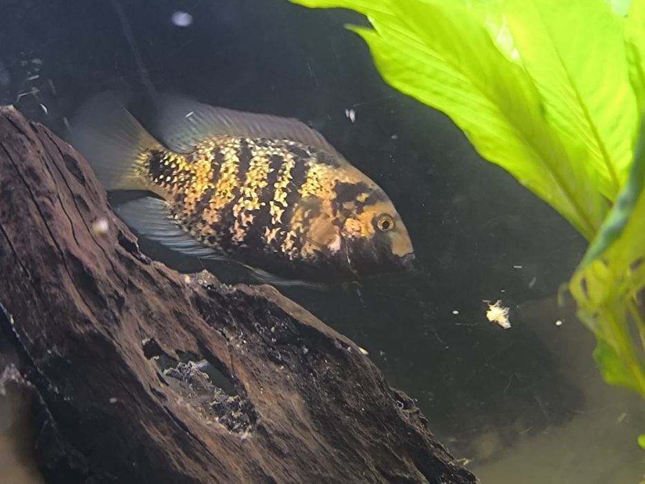 Vendo cicledeos americanos grandes 
Astronotus ocellatus