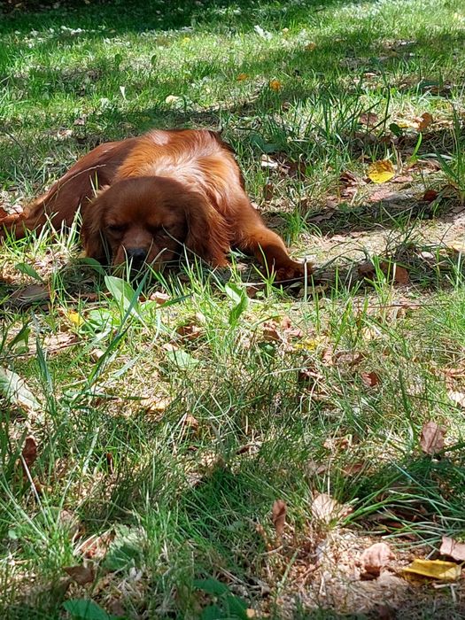 Cavalier king charles spaniel