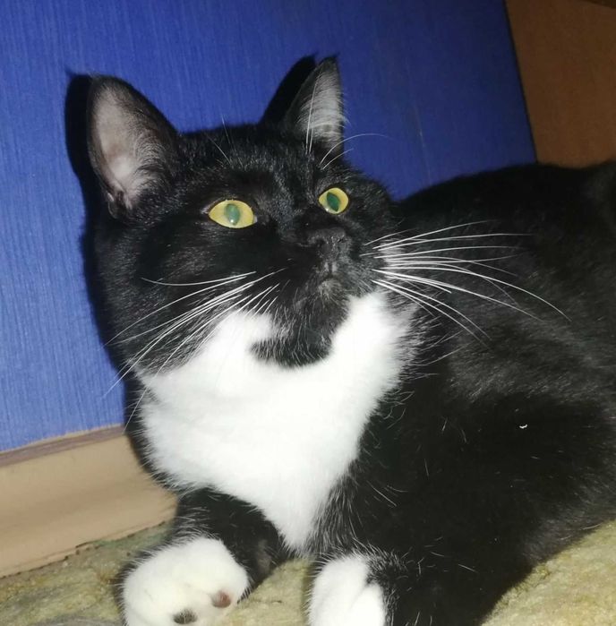 Котенок Феликс, возраст около 7 месяцев, ищет дом!