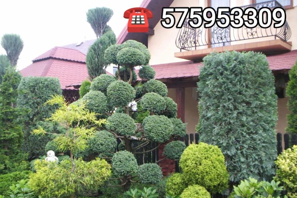 Usługi ogrodnicze Dębica i okolice