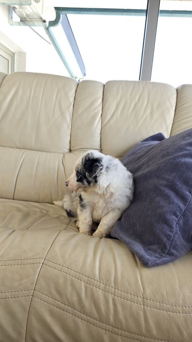Border Collie Blue Merle Macho (olho azul/olho verde)