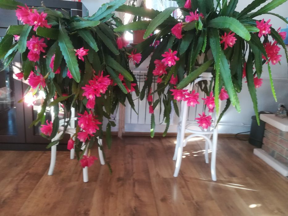 Epiphyllum rożowe sadzonki