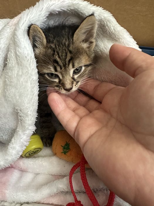 Кошеня шукає люблячу сімʼю