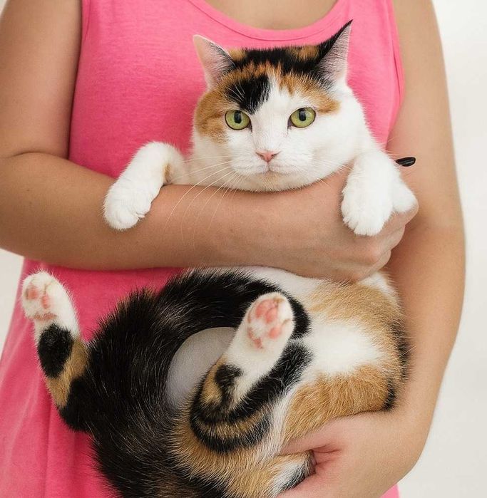 Кошечка с золотым характером  и милой внешностью, зовут Лапушка