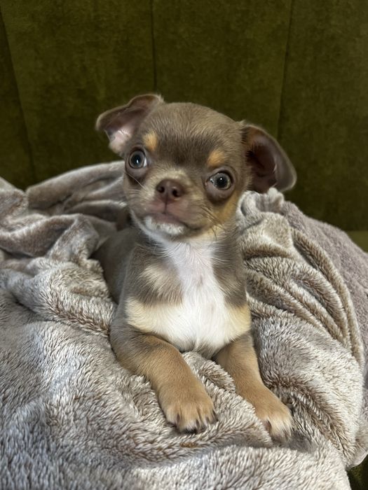 Chihuahua piesek gotowy do odbioru