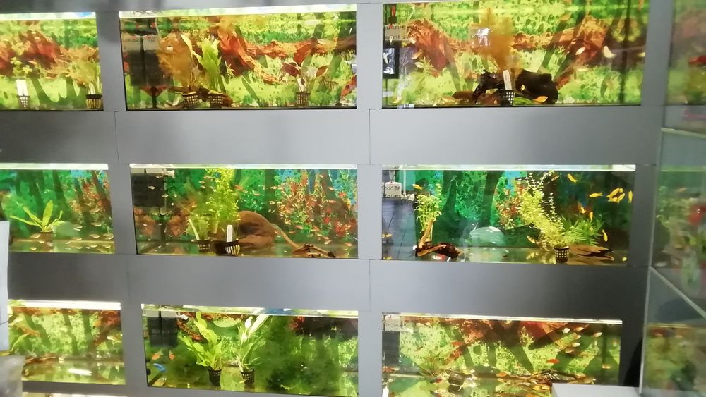 Akwarium proste 60cm x30cm x35