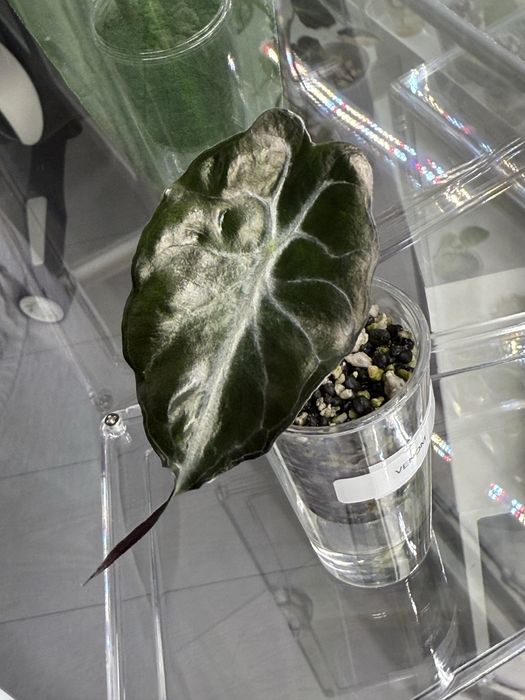 Alokazja venom maluch