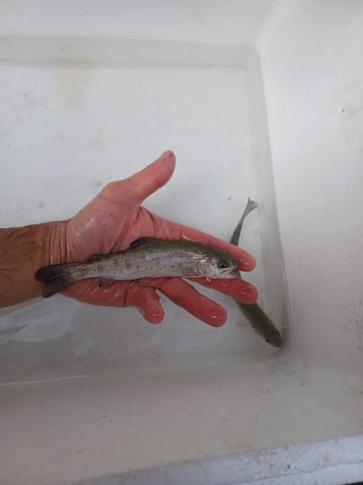 Palia , Pstrąg , Sandacz , Okoń , Jesiotr.