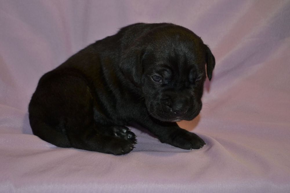 Цуценята  Кане корсо