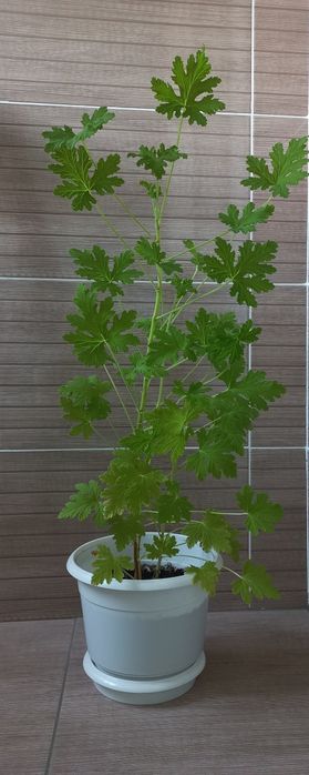 Герань душистая в горшке