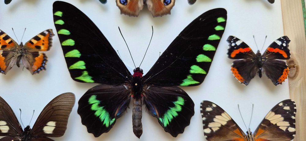 Gablotka motyle Trogonoptera Papilio Heliconius i inne na ścianę