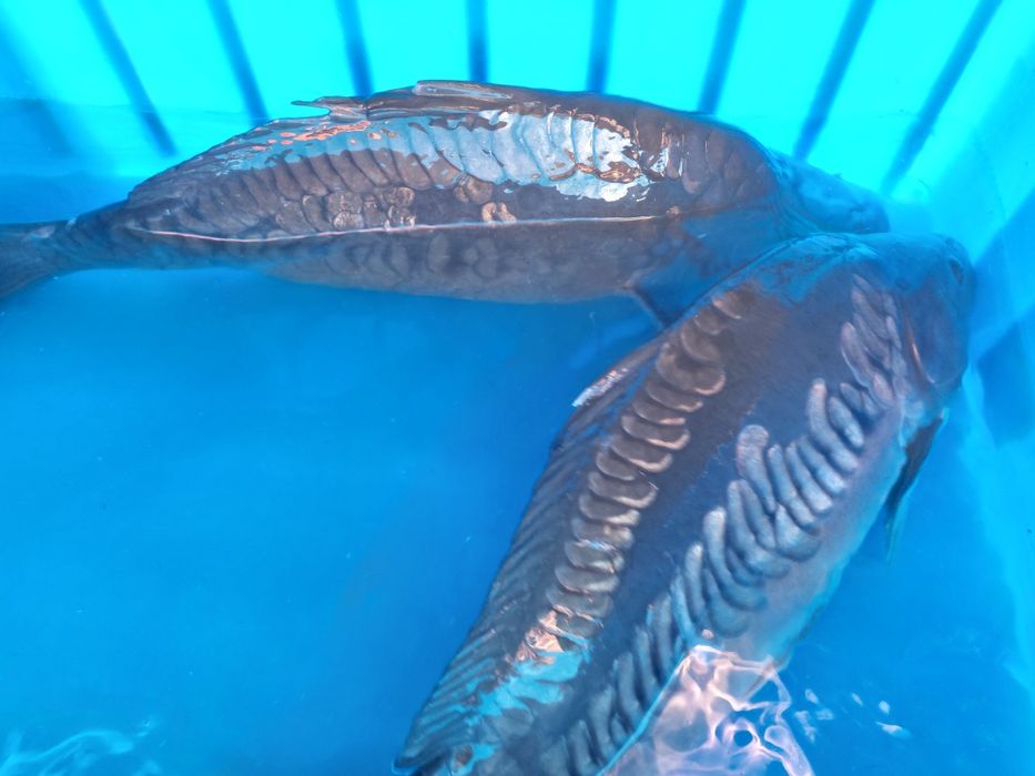 Karp, pstrąg, jesiotr, sum, amur, tołpyga,