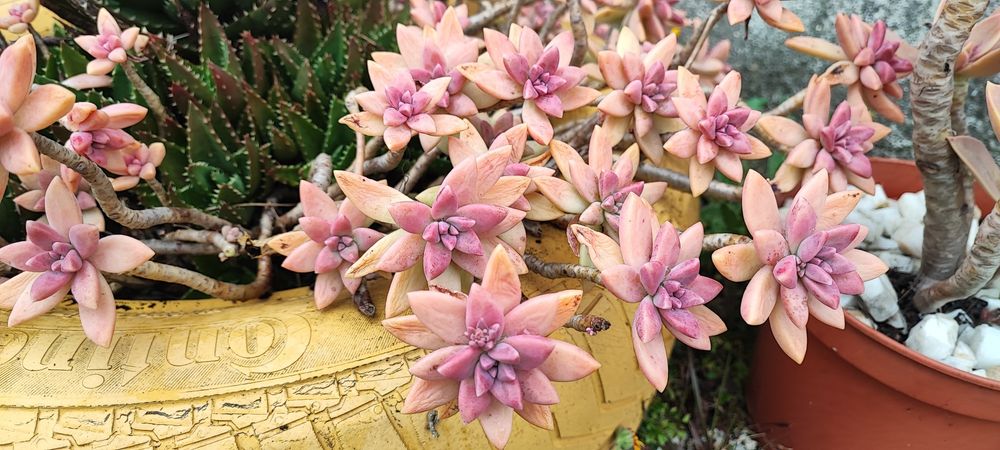 Suculenta vendo estacas