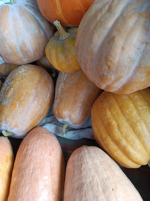 Продам кабаки, кашові кабаки