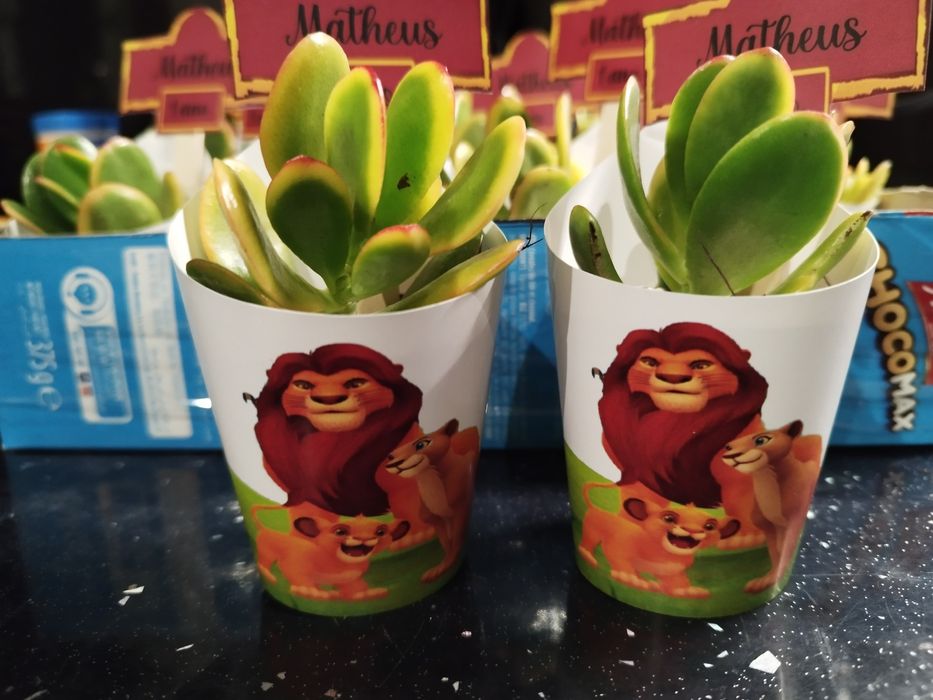 Suculentas personalizadas