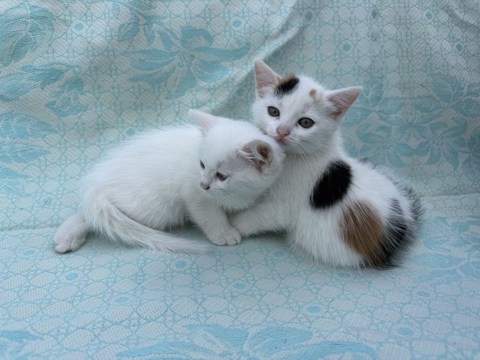 Сибірські кошенята ,пухнасті, білий окрас, 1,5 місяці
