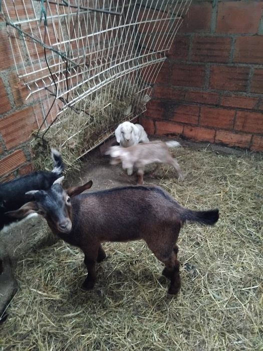 Cabrito  machos e fêmeas