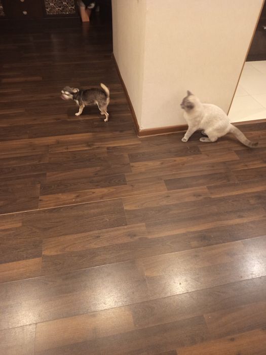 Ласковая чишечка