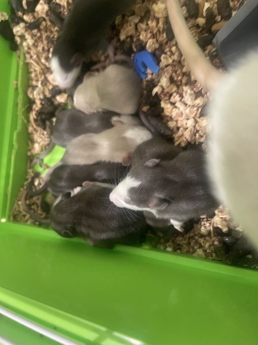 Крысы Дамбо новорожденые