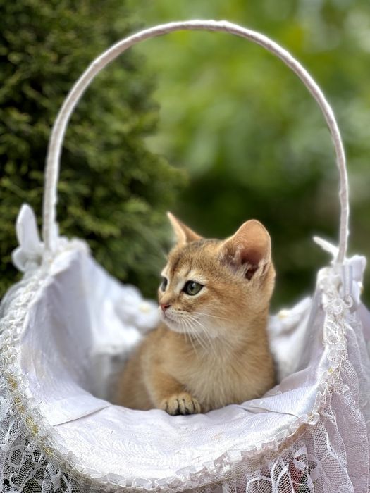 Чарівний абісінський котик.Доставка за кордон.