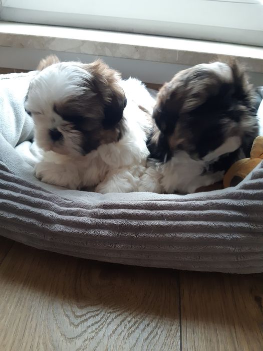 Shih tzu prześliczny chłopczyk