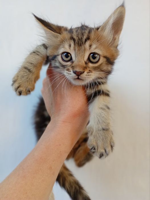 Породистые Котята девочки