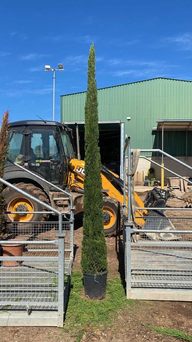 Cupressus Totem 100/600cm