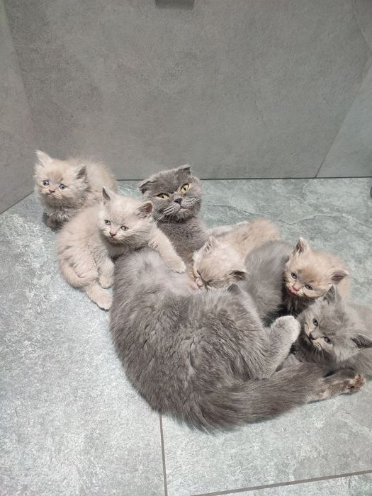 Шотландські кошенята