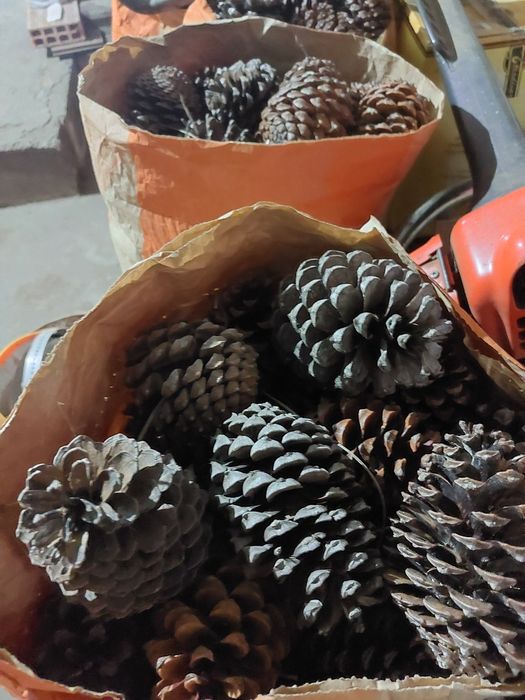 Pinhas de Pinheiro bravo novo