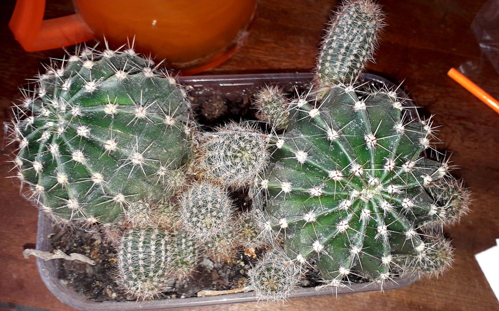 Кактусы 2 шт круглые с детками