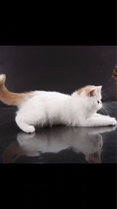 Самые красивые котята экзотиики.