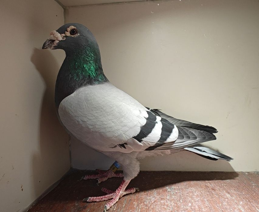 Sprzedam młode gołębie 2026
