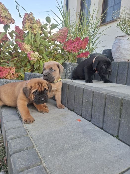 Masywne psiaki cane corso
