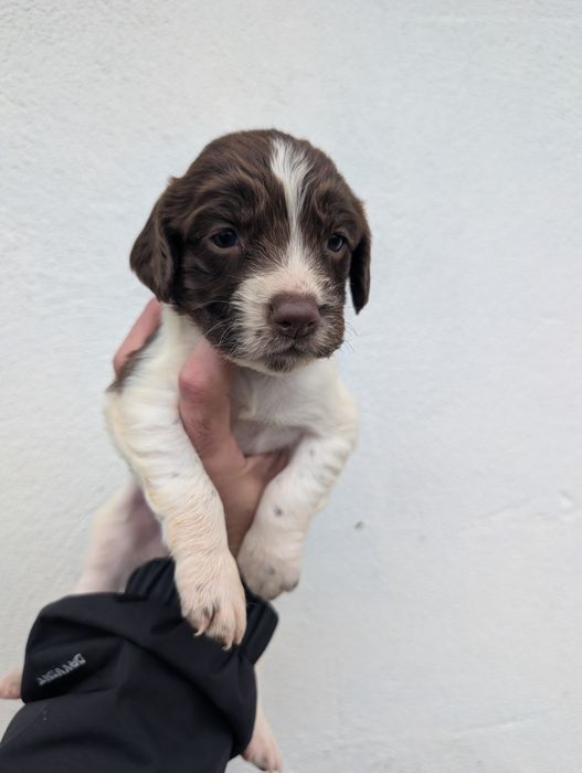 english springer spaniel Lop