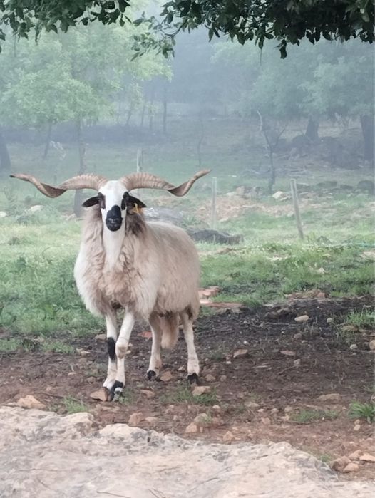 Vendo borregos algarvio macho