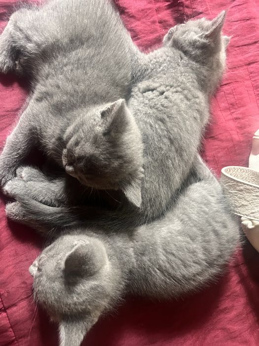 Кошеня британськоі кицьки