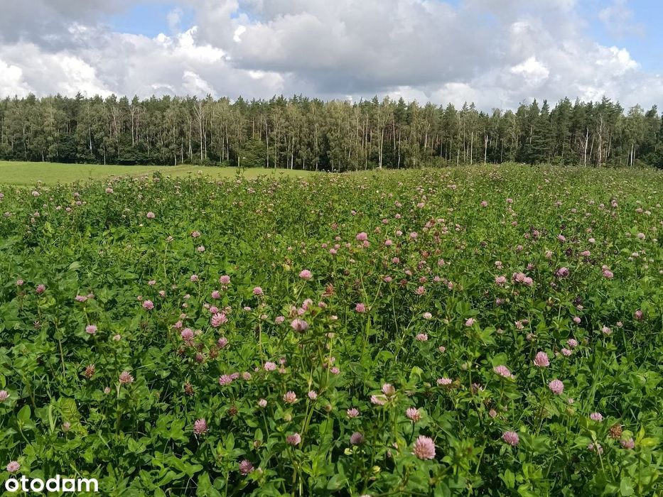 Gospodarstwo blisko lasu | 3,36 ha | Dom 125 m²