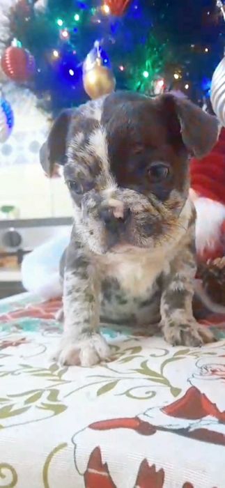 Bulldog francês macho cor Blue Merle
