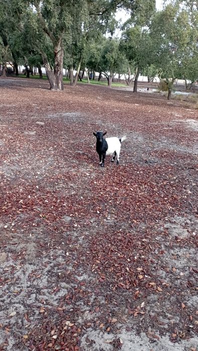 Cabras Anãs Chibo Anão