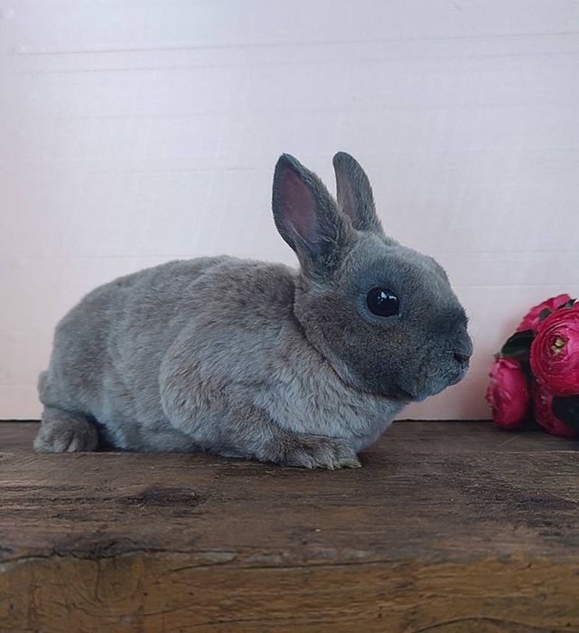 Ексклюзивный плюшевый гопоаллергеный кролик! Питомник из европы!